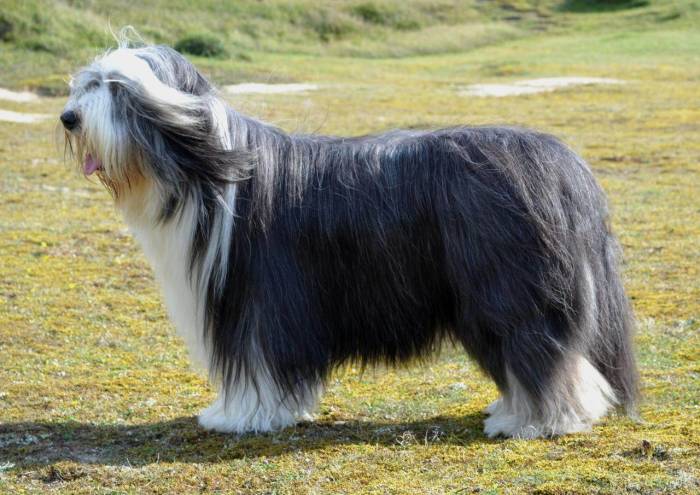 Бородатый колли (биардид, бирди): описание породы собак с фото и видео