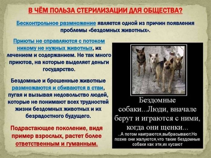 Стерилизация собак: позитивные и негативные стороны