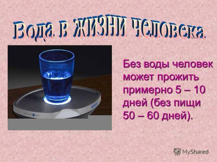 Сколько живет крыса без воды и без еды и общая продолжительность жизни