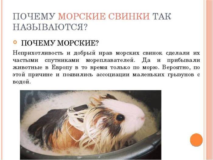 Почему волнистый попугай кусается, как отучить кусаться