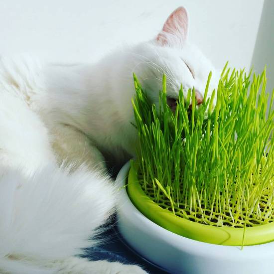 Какую траву и зачем едят кошки: как называется и почему они это делают
