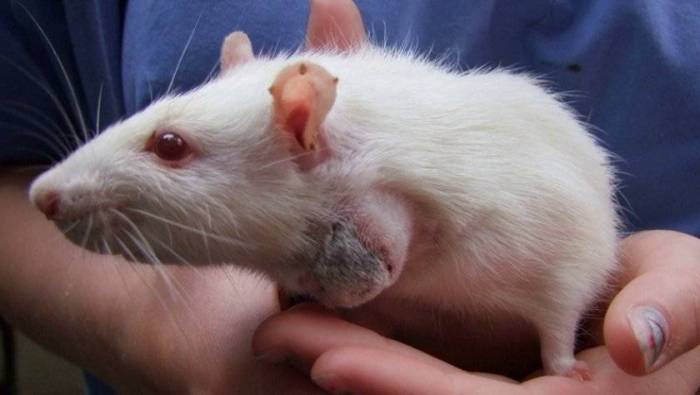 Опухоль у хомяка, виды образований, причины появления, проффилактика и лечение