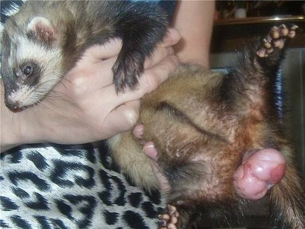 Всё о беременности и родах хорьков: как ухаживать за самкой и потомством