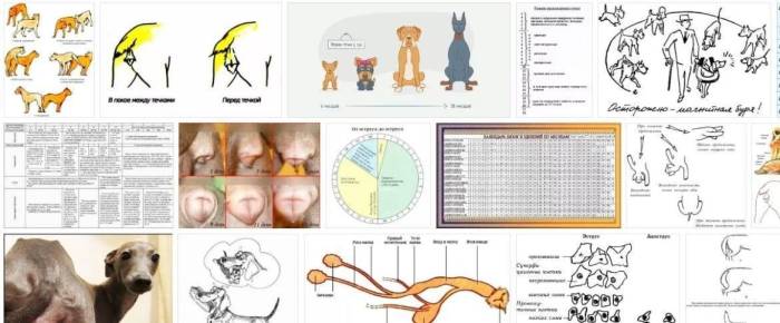 Течка у собак — как долго длится и когда появляется впервые