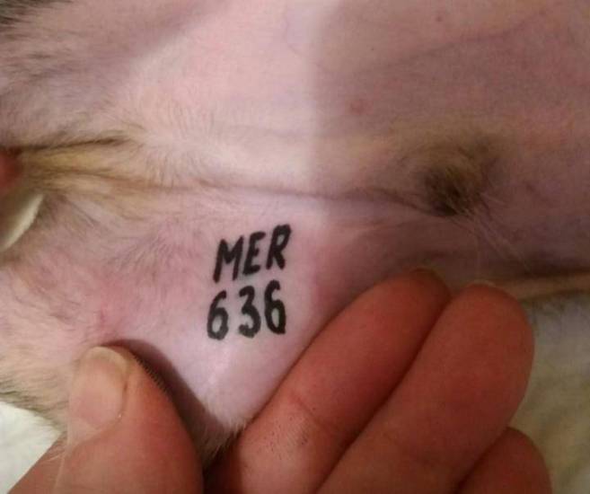 Что такое клеймо и клеймение собак?