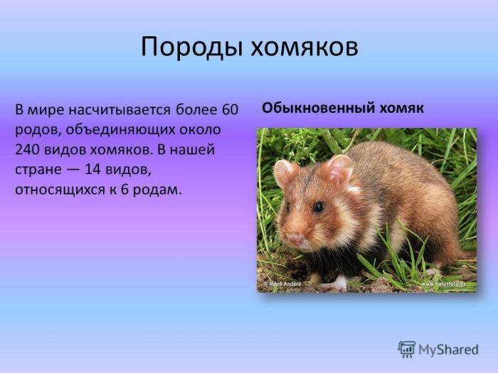 Хомяк карбыш: фото зверька, описание, как прогнать грызуна с огорода?