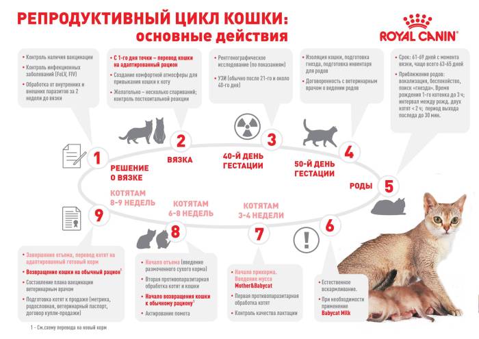 Течка у кошек, сколько длится и как часто бывает, кошка во время первой течки | кошки - кто они?