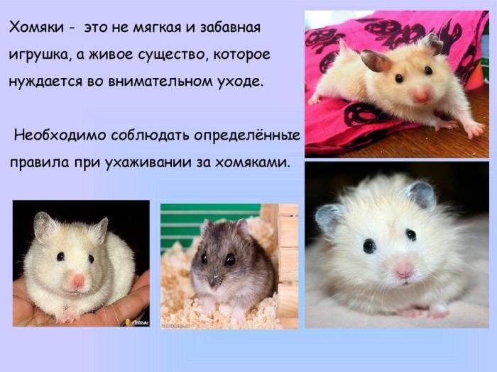 Обыкновенный хомяк: описание, уход, питание, содержание, размножение, фото и видео