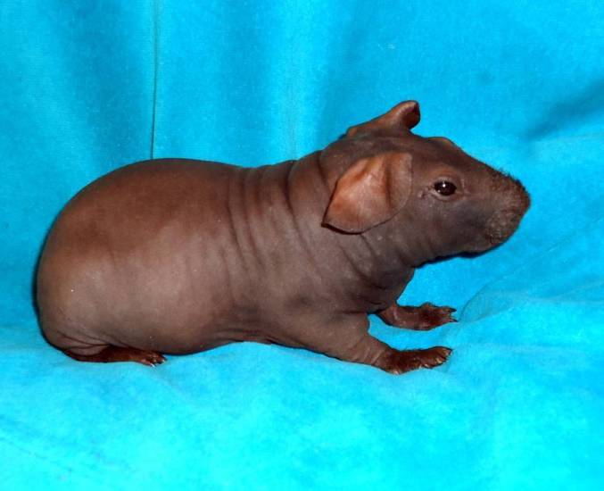 Морская свинка: уход и содержание в домашних условиях, сколько живет, чем кормить, размер клетки - zoosecrets