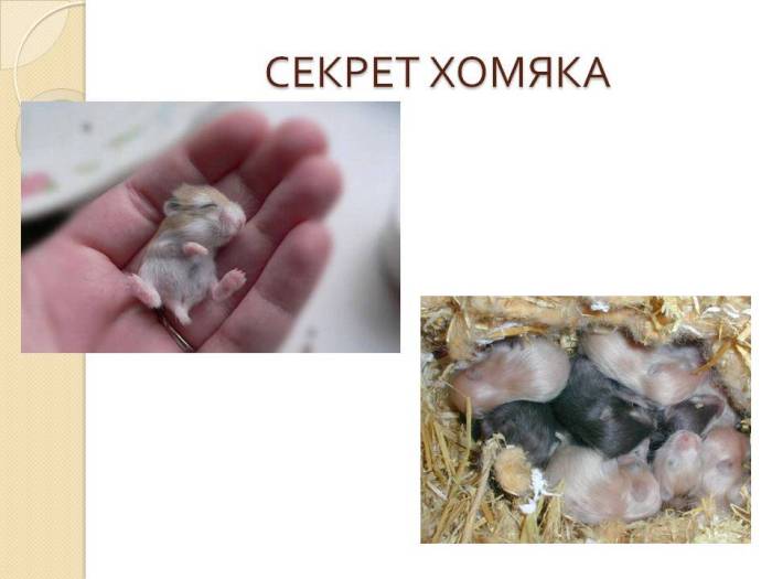 Строение хомяка: скелет, анатомия и общее строение тела