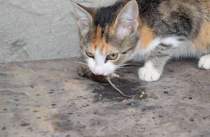 Какие породы кошек лучше ловят мышей — правила содержания и разведения кошек с ветеринаром евгением кулешовым