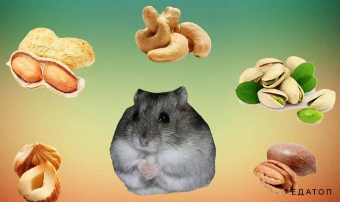 Чем можно и нельзя кормить хомяка в домашних условиях?