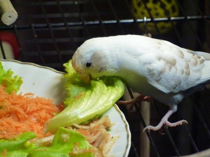 Какую траву можно попугаям: полезные и опасные растения в рационе