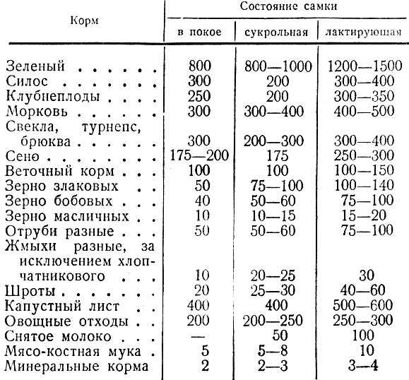 Конский щавель для кроликов: полезно или нет?
