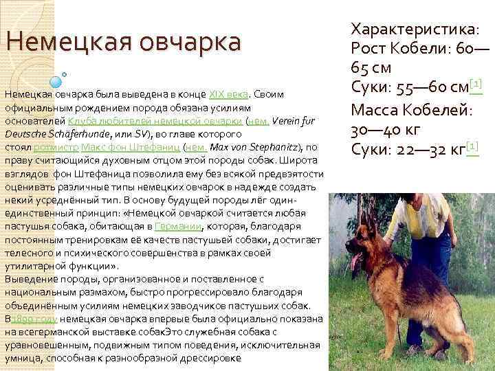 Немецкая овчарка: описание породы с фото, характеристика собаки