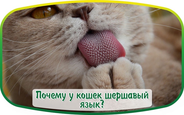 Вы знаете, почему кошки высовывают язык?