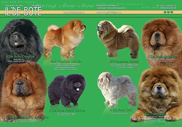 Продолжительность жизни чау-чау - наши лапки