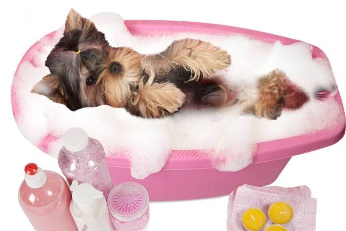 Основные правила купания йоркширских терьеров: как часто мыть собаку