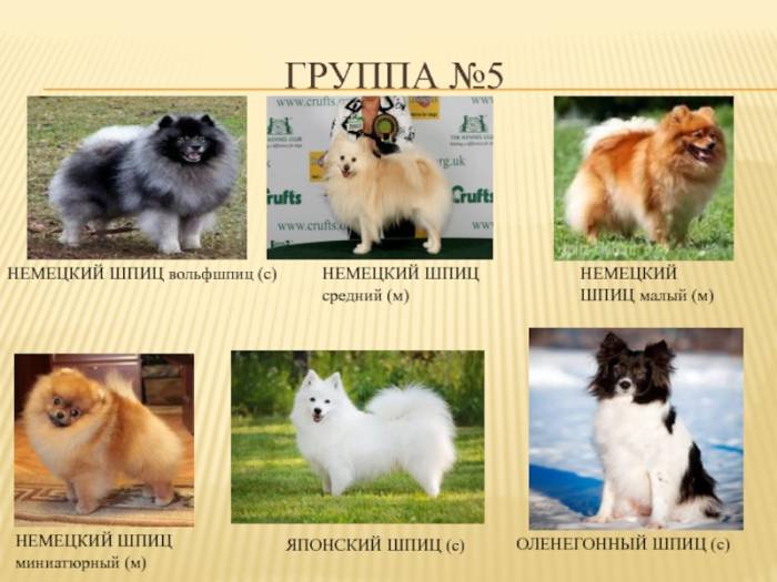 Немецкий шпиц: фото, характер, описание породы, отзывы, уход и болезни щенков