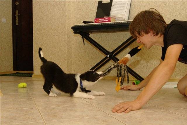 Как обучить крысу трюкам - wikihow