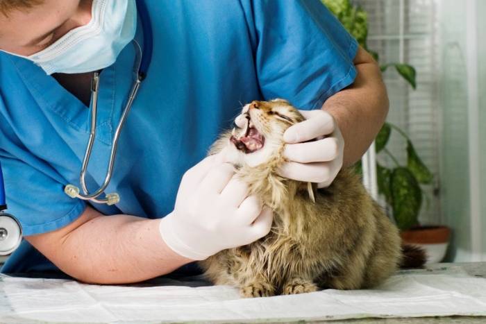 Кальцивироз