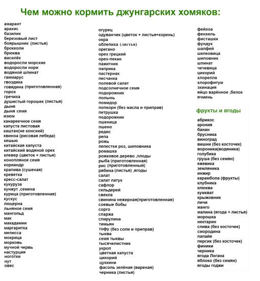 Чем кормить хомяка в домашних условиях: что они любят, а что нельзя