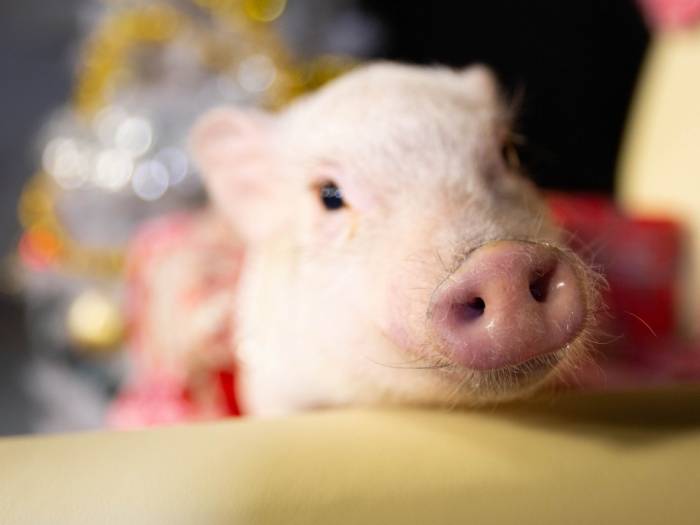 Аллергия: ликбез для аллергика. диагностика, симптомы, лечение | университетская клиника