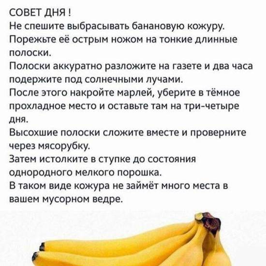 Какие фрукты можно давать кроликам | домашние животные