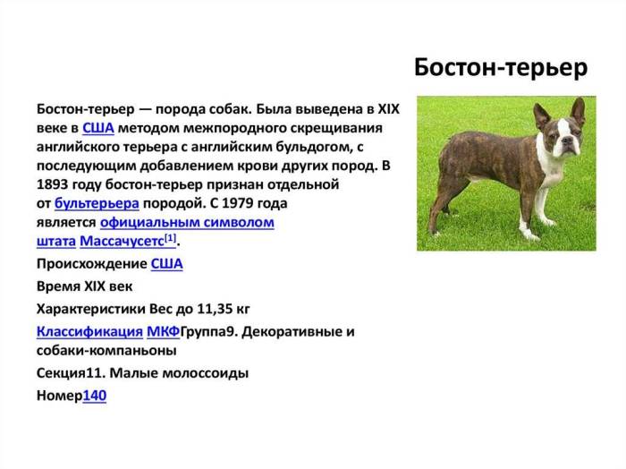 О породе — питомник smileteam