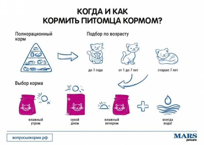 Чем кормить кормящую кошку – правильное питание, рекомендации