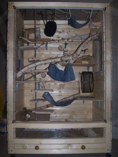 Правила выбора размера жилища для дегу.