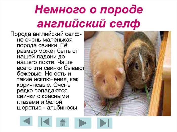 Почему морская свинка так называется, история происхождения названия