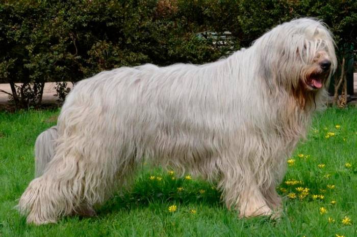 Характер и уход за южнорусской овчаркой: необходимая информация перед тем, как заводить собаку +видео