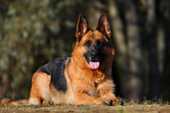 Немецкая овчарка — фото, описание и характеристика породы, содержание и уход