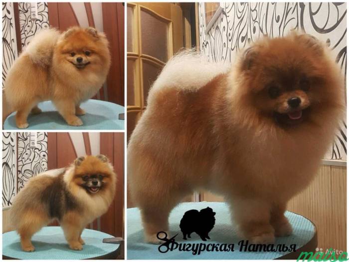 Варианты стрижек для померанского шпица ножницами, машинкой: описание