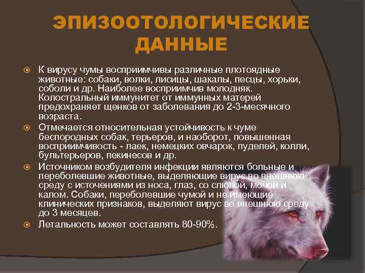 Чумка у собак: симптомы и лечение в домашних условиях | ваши питомцы