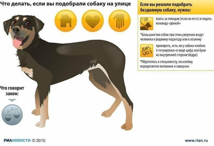 Собака не находит себе места и скулит