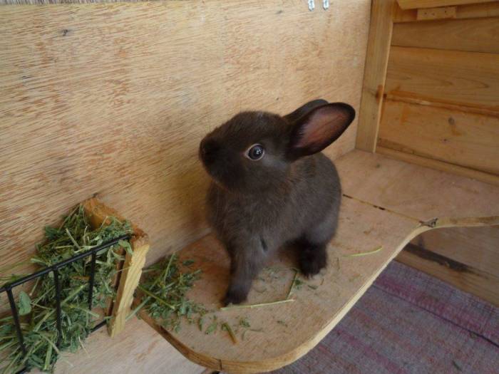 Можно ли кроликам давать сырой или вареный картофель?