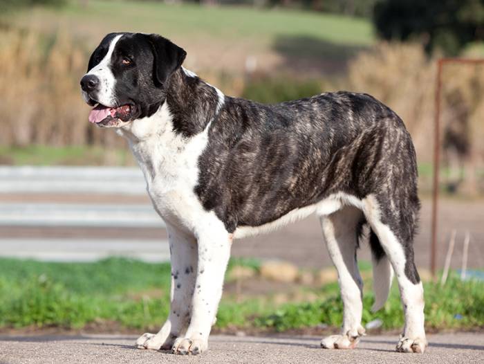 Малый португальский поденгу: описание, характеристика, фото