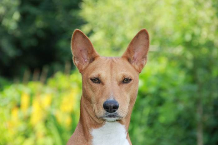 Басенджи: описание породы, фото, характер собаки, выбор щенка и отзывы владельцев
