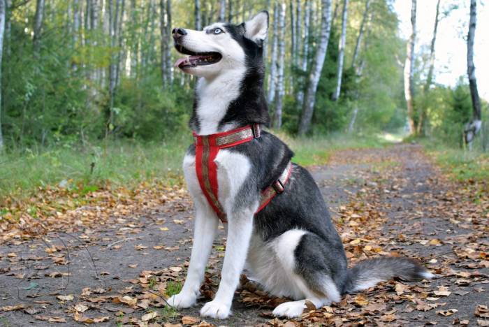 Что лучше выбрать для породы хаски: ошейник или шлейку при прогулках