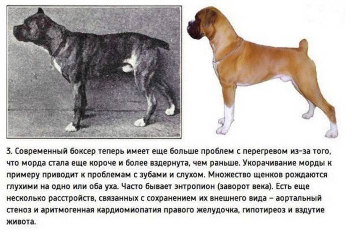 Обзор лучших русских пород собак, которые были выведены на территории россии