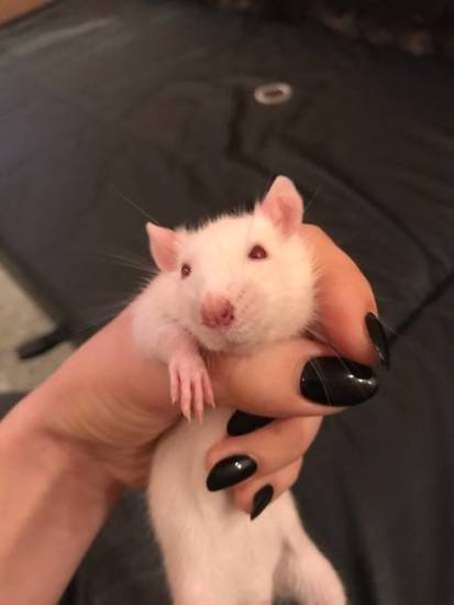 Кровь из носа и глаз у крыс (порфирин): симптомы и лечение