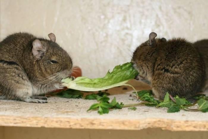Дегу уход и содержание, фото