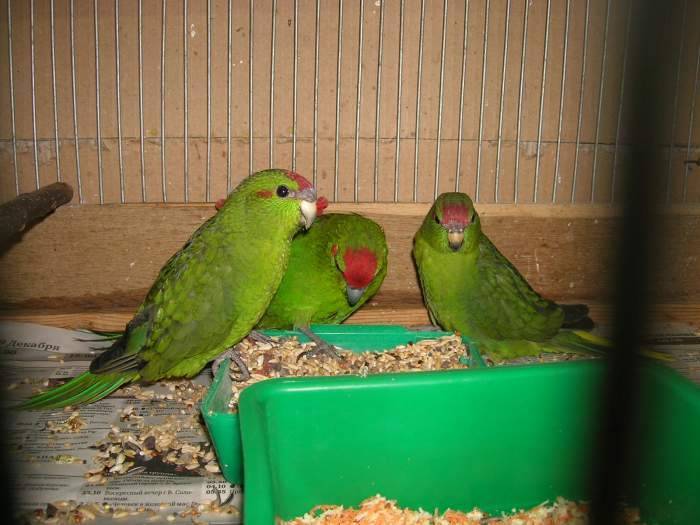 Новозеландский какарик: попугай, который прыгает