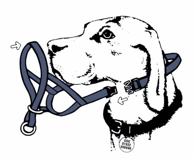 Как надеть недоуздок на собаку: 11 шагов