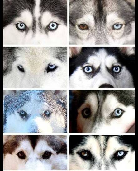 Разнообразие окрасов хаски