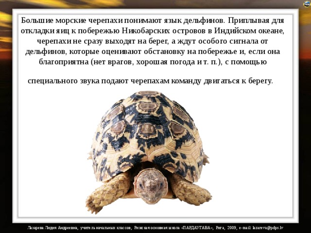 Интересные факты о черепахах для детей и взрослых