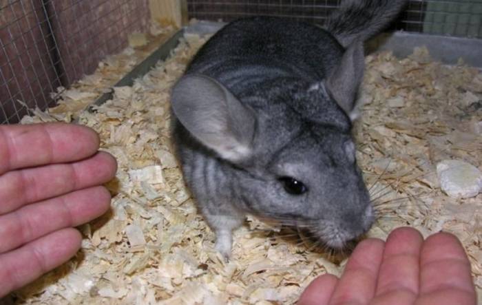 Как подружиться и приручить домашнюю шиншиллу