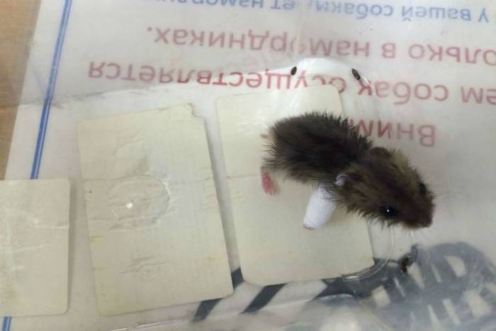 Что делать если хомяк сломал лапку?